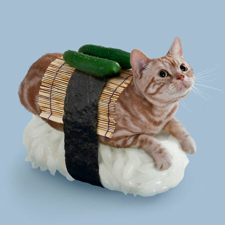 sushi cat