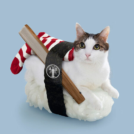 sushi cat