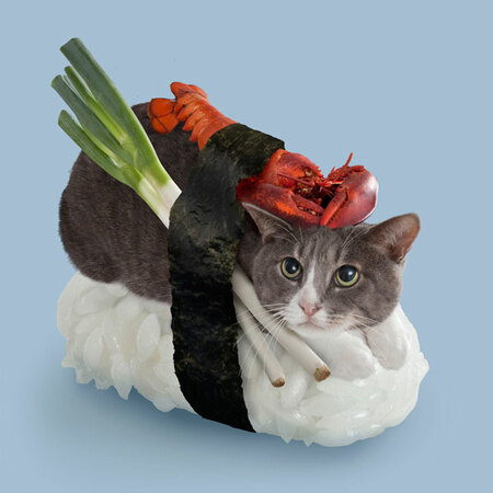 sushi cat