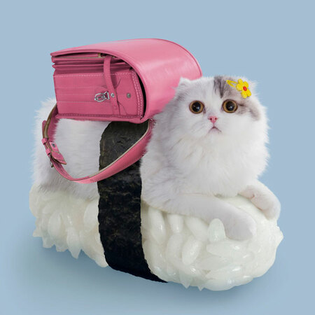 sushi cat